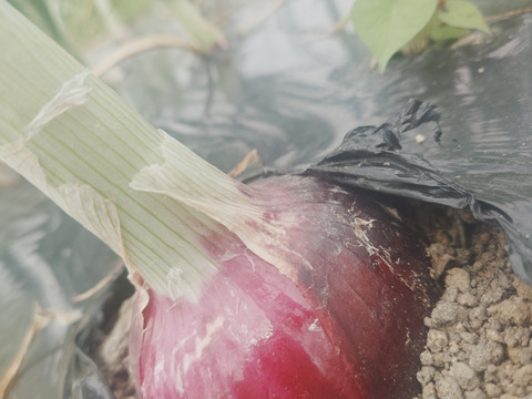 淡路島産たまねぎ赤【予約販売開始　数量限定】自然栽培★希少★固定種 在来種専門農家
（ 淡路産Awaji369farmからお届け）農薬不使用　無肥料栽培　内容【淡路島産　固定種　赤玉葱】3キロ