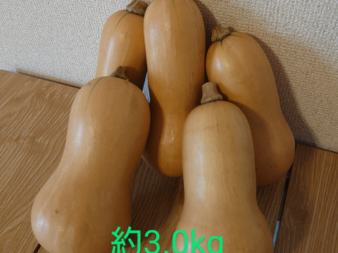 【栽培期間中農薬化学肥料なし】バターナッツかぼちゃ 1.5kg 3.0kg
