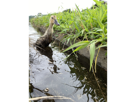 令和7年度産アイガモ農法玄米5kg　令和6年世界最大のコンクールにて金賞を受賞した農家が送る最高峰玄米　栽培期間中農薬不使用