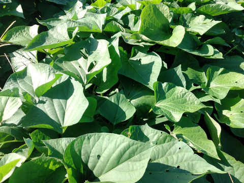 コロコロさつまいもセット❕色んな味が楽しい一口サイズの可愛いさつまいも