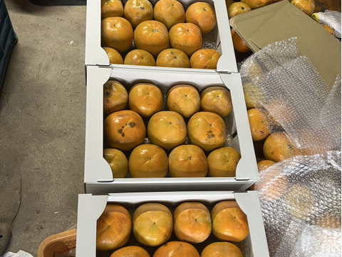 シャクシャク美味しい果汁溢れる『太秋柿』