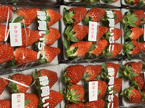 いちご狩りの美味しさをお届け！伝統の石垣いちご（270g×2パック）