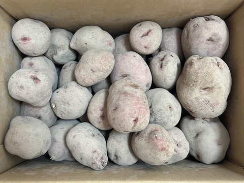 ホクホクした食感と栗のような甘み・アンデスレッド（合計5キロ）