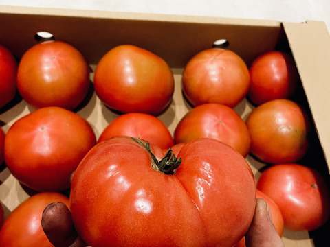 【超お得】お得な訳ありトマト約8kg！(30〜60玉)【福岡県産トマト】！