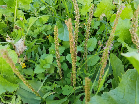 下　生菊芋自然栽培キクイモ2キロと美味しい野草3種のセット