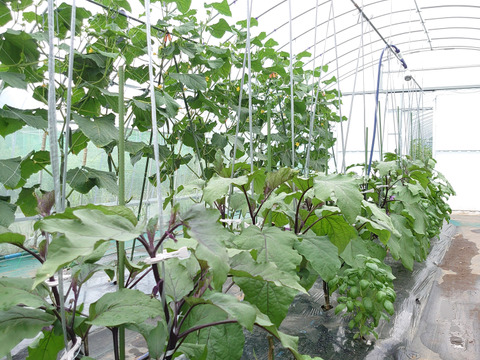 旬の新鮮キュウリ(1500㌘)13本〜16本施設栽培(新鮮バジル葉試食用付き)