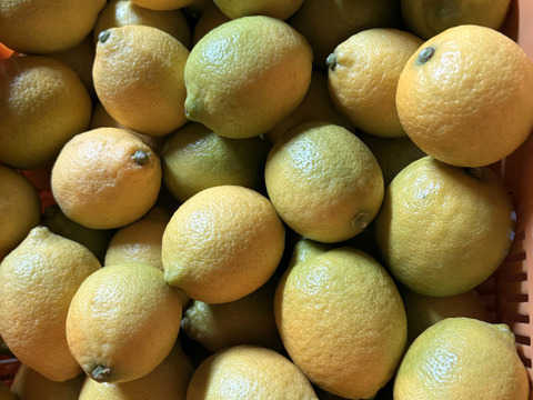 【広島県産】レモン 10kg【防カビ・防腐剤・ワックス不使用】