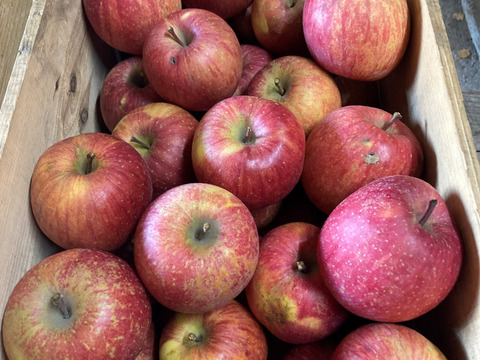 【青森県弘前市産葉とらずふじ】果汁100％ストレートりんごジュース3本入