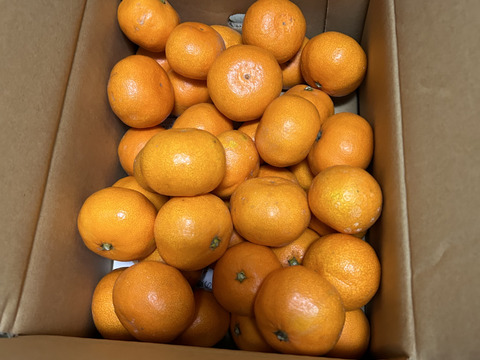 【もう1個だけの無限ループ！】暁みかん3kg（小玉サイズ）【冬ギフト】【愛媛県産】