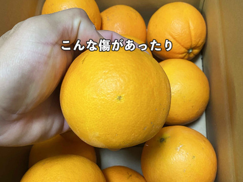 愛媛県中島産の白柳ネーブル　サイズ混合5キロ