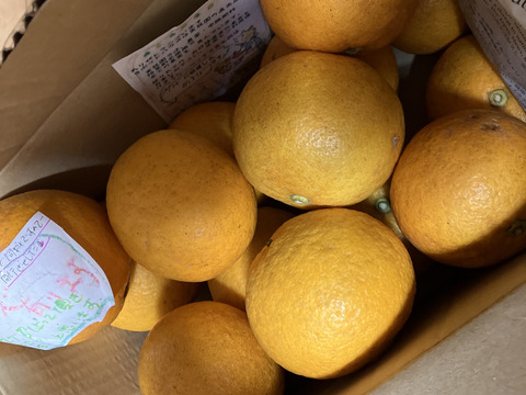 【規格外】マーマレード用『甘夏みかん』2kg【農薬・肥料・除草剤不使用】B級品
