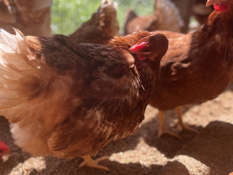🎁贈りものにも🎁平飼いごちそう卵【あかねの虜】Lサイズ（40個入り） 28歳2児の母がプロデュースした話題の卵【👑大手検索サイト「福岡 卵」表示ランキング１位の農場です👑】