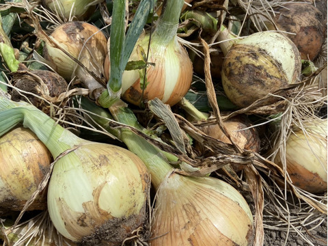 いっぺん食べてくろ！実は生産量上位の栃木の新玉ねぎ！ tamanegi