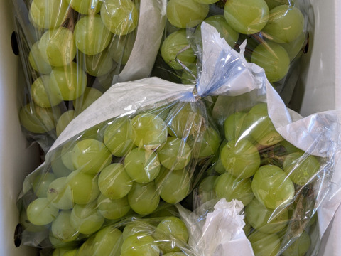 シャインマスカット家庭用