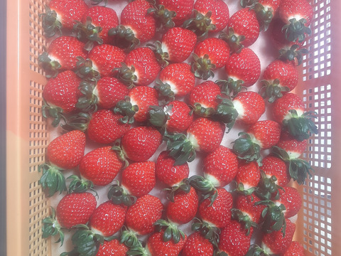 旬のいちご べにたま 250g
×2パック