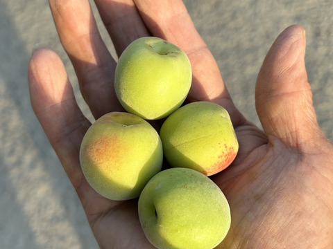小粒南高梅5kg：和歌山県産の小粒南高｜食べチョク｜産地直送