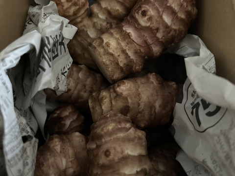 ※ウジャ様専用【大きい！仮洗浄済み！】イヌリンたっぷり♪香川県産紅キクイモ　4kg(きくいも、菊芋)