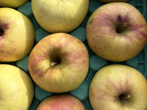 訳あり ２種SET サンふじとぐんま名月 3キロ箱使用 9～13玉