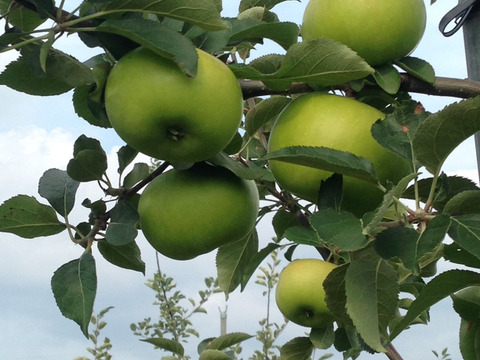 すっぱい青りんご 『ブラムリー』 (B品1㎏)