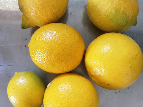 【ジャム用】香り満点！レモンの皮（冷凍・1kg）