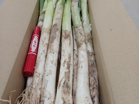 ⭕️お得❗❗【サマーセール】⭕️Lサイズ20本＋2本増量❗2,780円→980円✨信州産✨【特別栽培】✨【無消毒栽培】