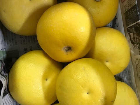 紅白（ネーブルVSオロブロンコ）約3㎏限定5セット