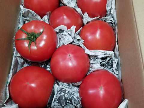毎食トマト！バクバク食べちゃう栄ちゃんトマト　大きめ3キロ入り