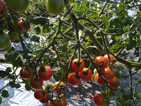 「固定種　ステラ」甘い！ミニトマト 1kg