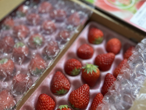 【静岡県産いちご】紅ほっぺ　小粒　300g×2パック　ケーキ作りに最適！
