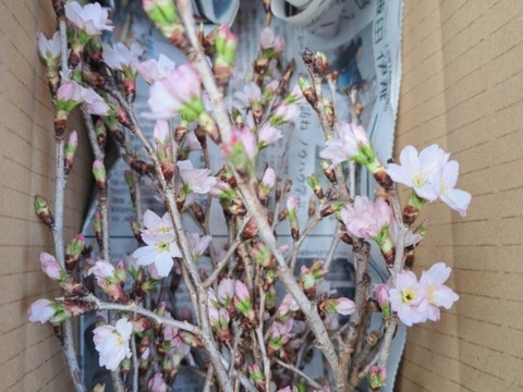 啓翁桜　信州から一足早い春を！