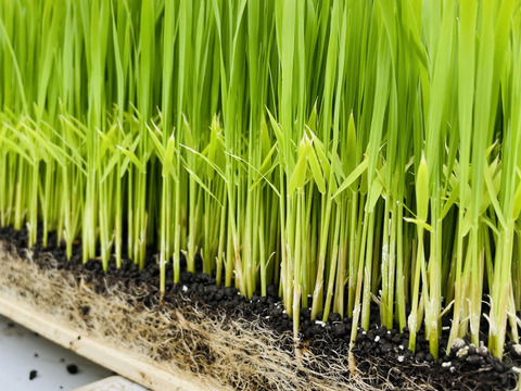 新米　コシヒカリ　宮崎県産　５キロ