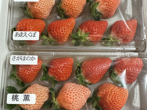 さがほのか・桃薫・あまえくぼ3種苺の宝石箱【いちご食べ比べ】