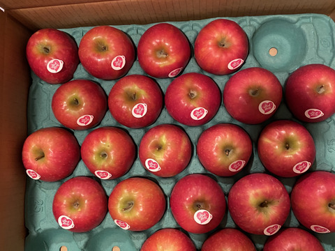 年内予約は今日まで🍎🏃‍♀️ピンクレディ®︎  5キロ箱 16玉〜33玉サイズ  長野県 信州 安曇野 リンゴ 幻 幻のリンゴ 予約 希少 ID64029 ピンクレディー