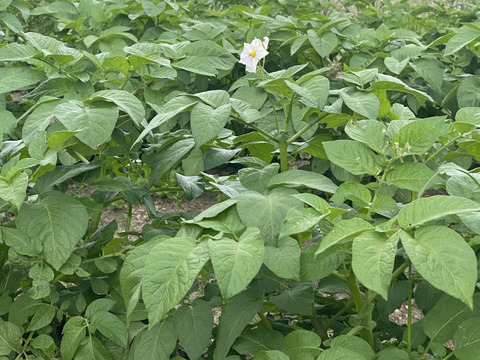新じゃが🥔甘くて人気の【キタアカリ】　重量分、箱いっぱいにお届けします