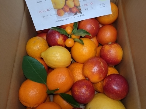 ブラッドオレンジ & 仲間たち   約5kg