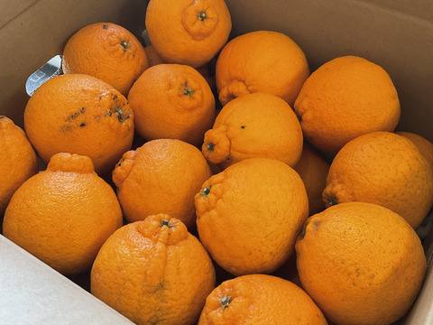 超〜お買い得❗️ちょっと訳ありだけどコク旨不知火　M〜2Lサイズ 24玉〜28玉（約7kg）