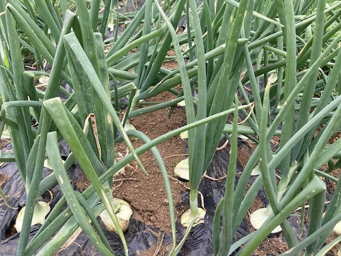 甘くてみずみずしい【新たまねぎ】2kg