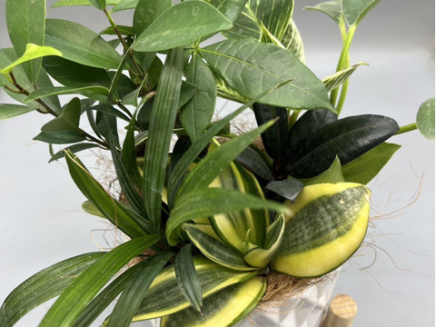 陶器　幸せを運ぶ観葉植物の5寸おまかせ寄せ植え（４～５品種）