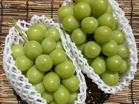 農家直送！完熟シャインマスカット佐久穂産１ｋｇ前後(2房)