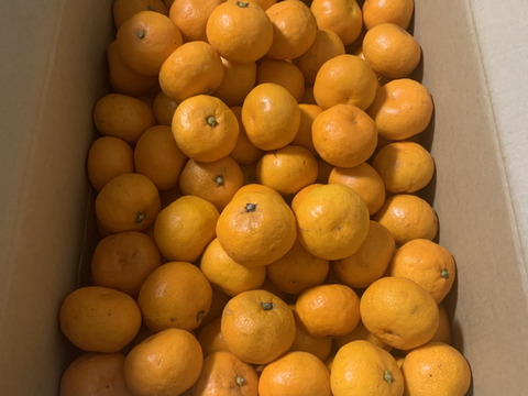 【お待たせしました】
5キロ箱【超小粒】
見た目より味が濃い♪
まーくん家のヤミツキみかん