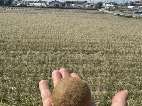 【家庭用たっぷり】30〜35個入るキウイ 約3kg
農薬・化学肥料不使用｜八女産アップルキウイ
