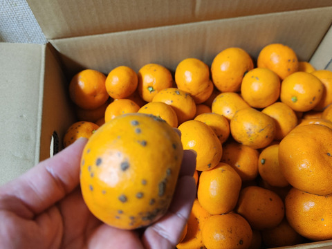 【訳あり】完熟早生みかん　5㎏