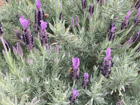 【夏ギフト】4種のハチミツさん160gx4  お熨斗、対応可。