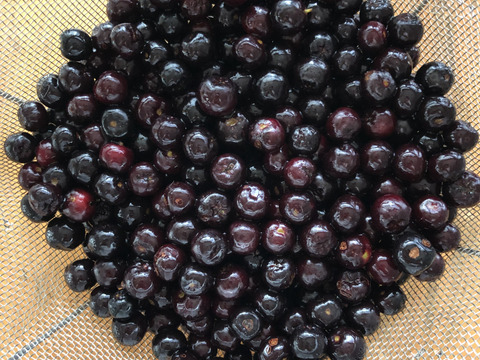 自然農法農薬不使用栽培　アロニア！　盛りだくさん１キロでお届け致します