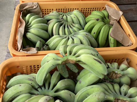 ハーモニー　プロテイン　バナナ味 ハーモニー プロテイン バナナ味 ハーモニー プロテイン バナナ