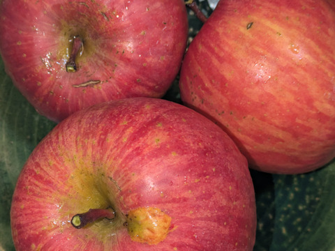 りんご　フジ　農協規定栽培　18-23個　約7
キロ　家庭用　大小様々　キズ等、多少有り！