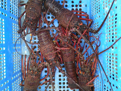 豊後の伊勢エビ