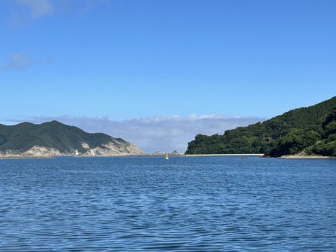五島列島産 乾燥あおさ チャック付き!! 40g×1袋