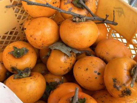 福島市産・甘柿３種盛り！３ｋｇ家庭用