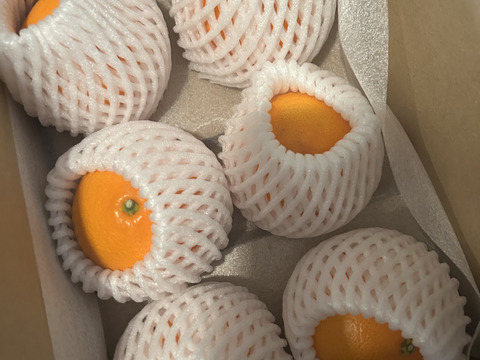 「せとか」ご家庭用　あまーいSサイズ　2kg（箱込み）